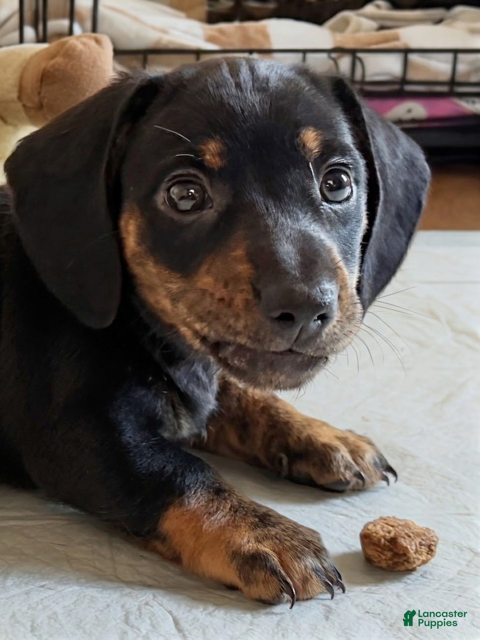 Dachshund dogs for sale: Cash - Ad 2
