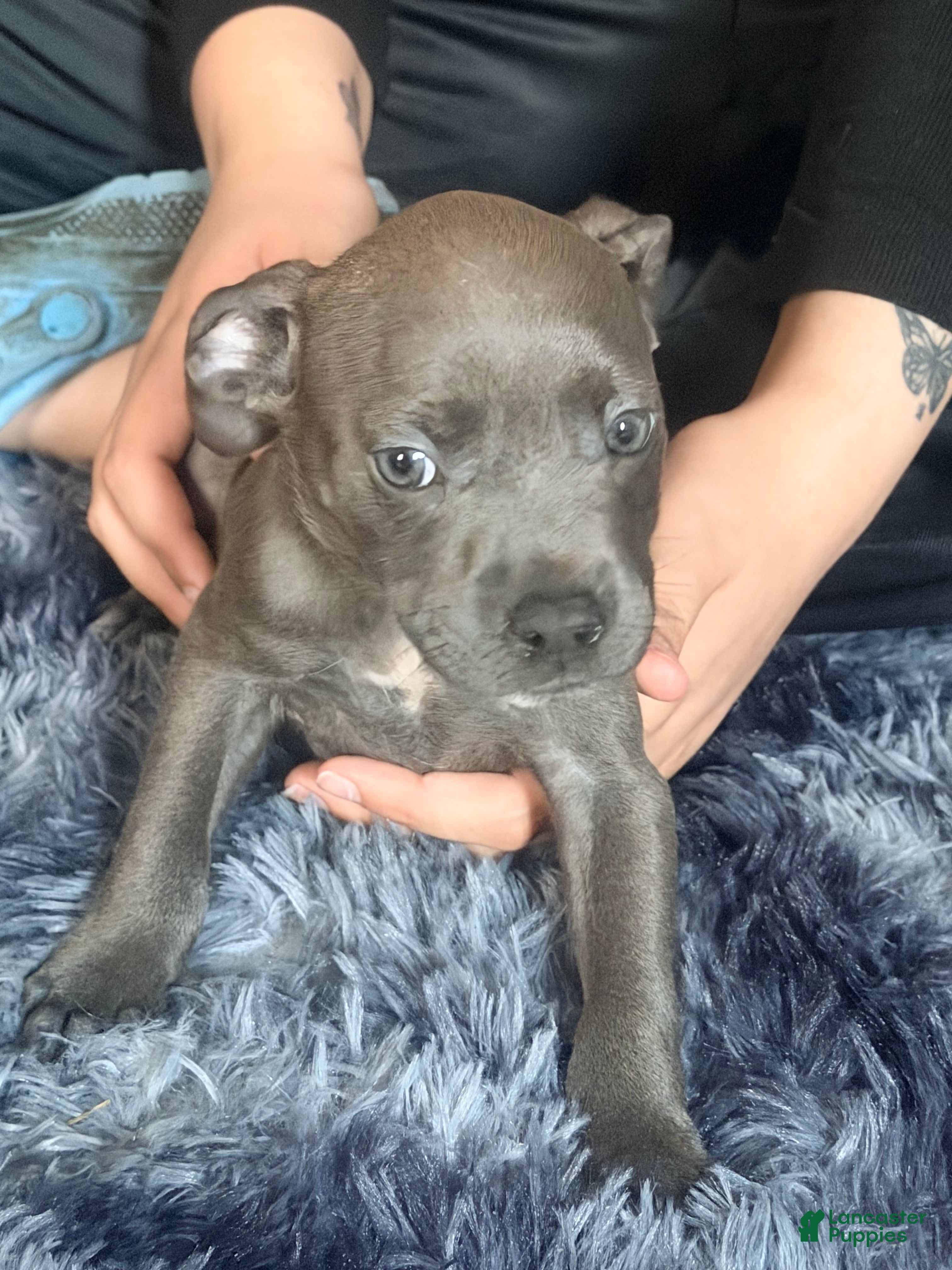 American Pit Bull Terrier dogs American Pit Bull Terrier 1 - Ad 37