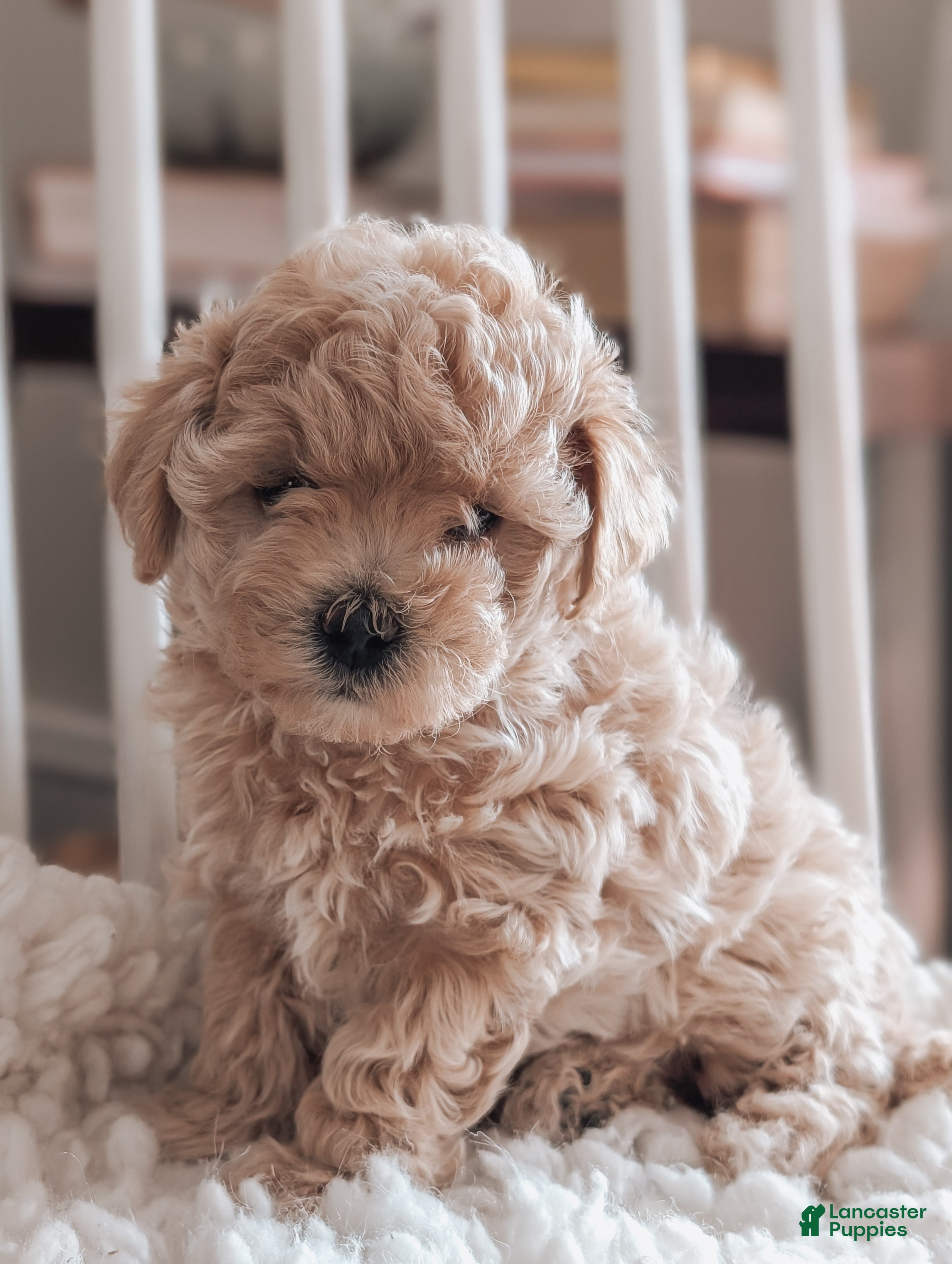 Maltipoo dogs Jenna - Ad 2