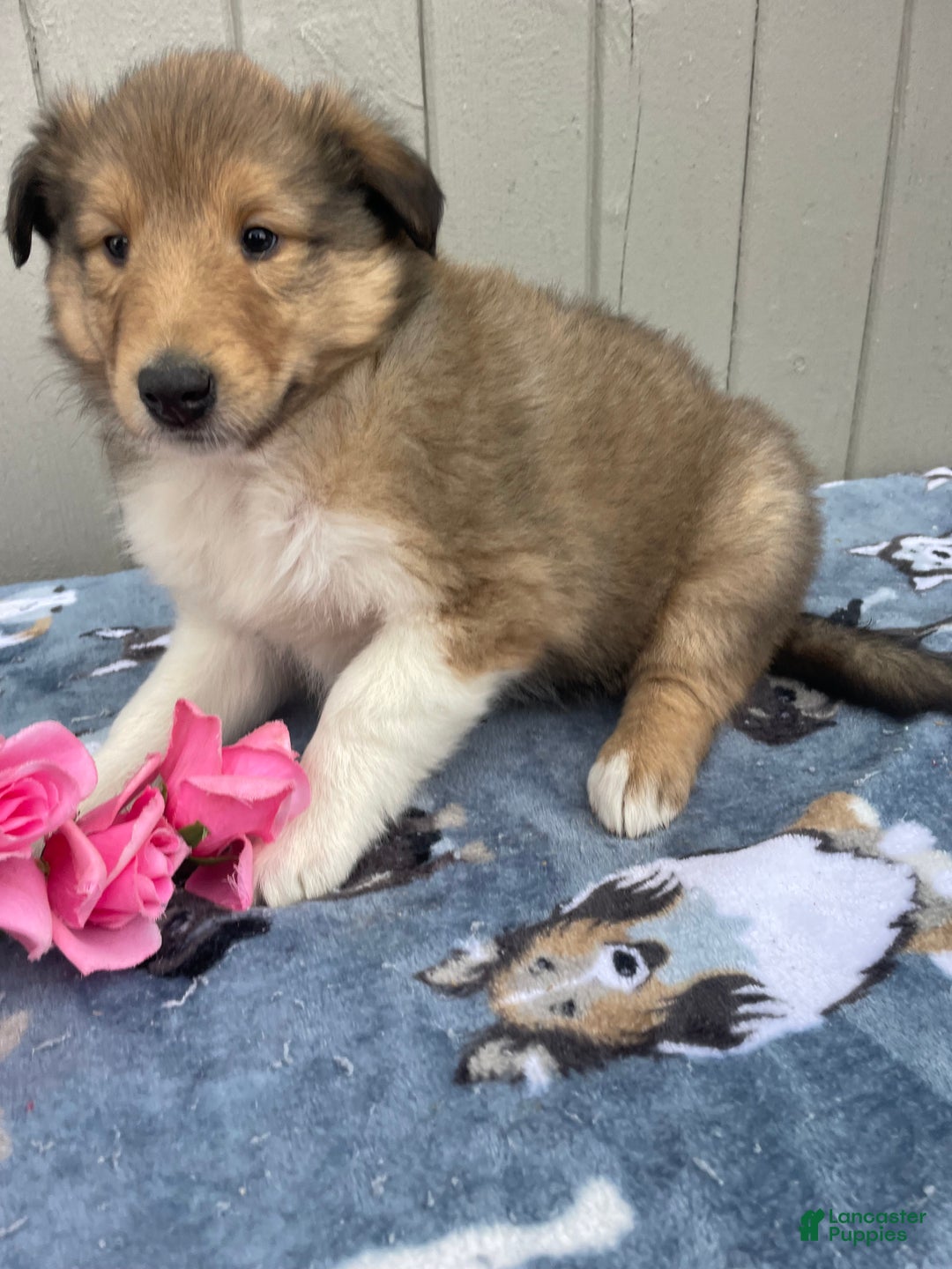 Collie dogs for sale: Connie - Ad 4
