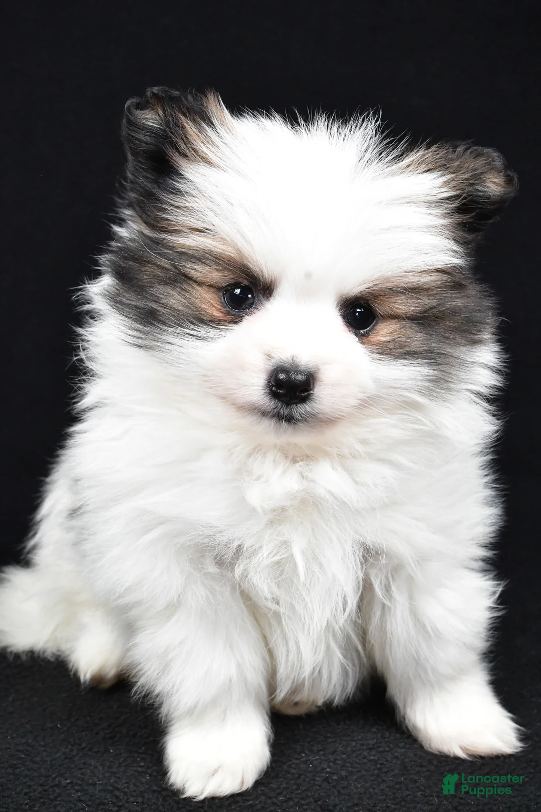 Pomeranian dogs for sale: Tango - Ad 7