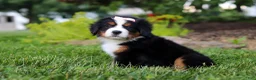 Bernese Mountain Dog dogs for sale: Mila - Ad 3