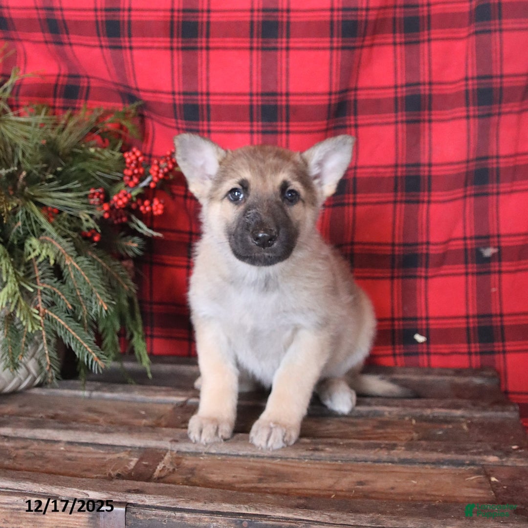German Shepherd dogs for sale: Joy - Ad 2