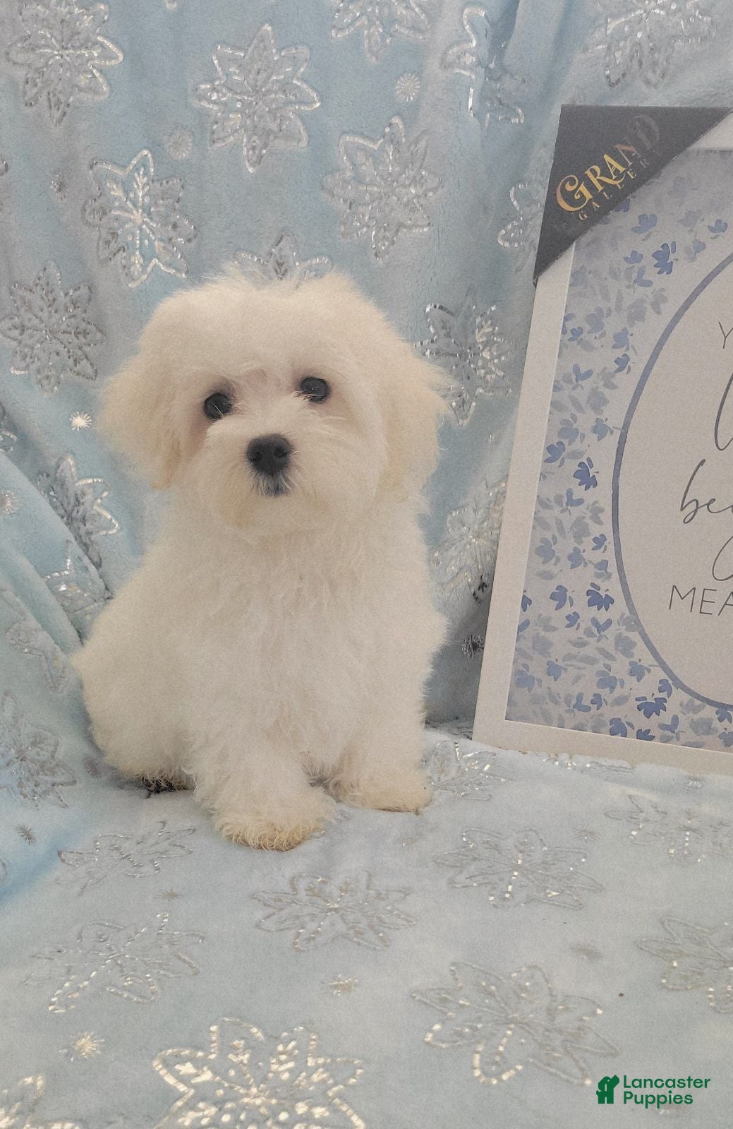 Maltese dogs Yuki - Ad 1