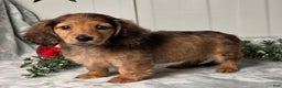Miniature Dachshund dogs for sale: Shelly - Ad 3