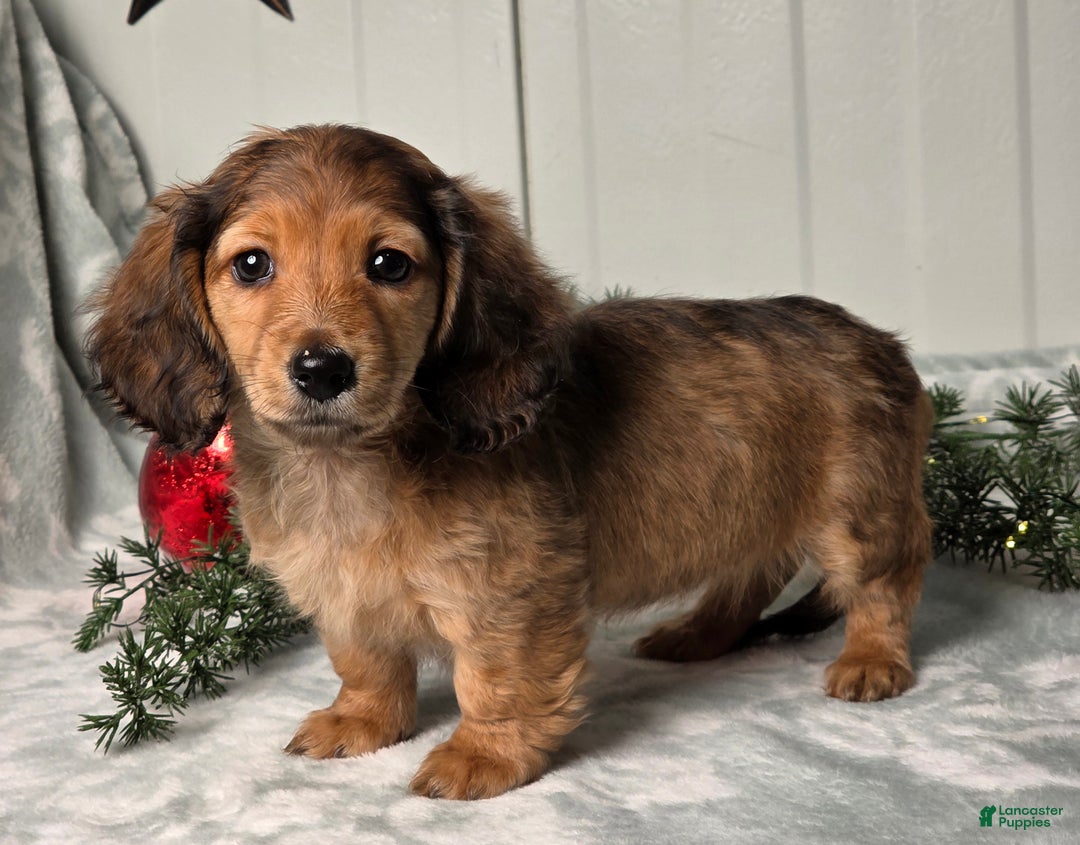 Miniature Dachshund dogs for sale: Shelly - Ad 3