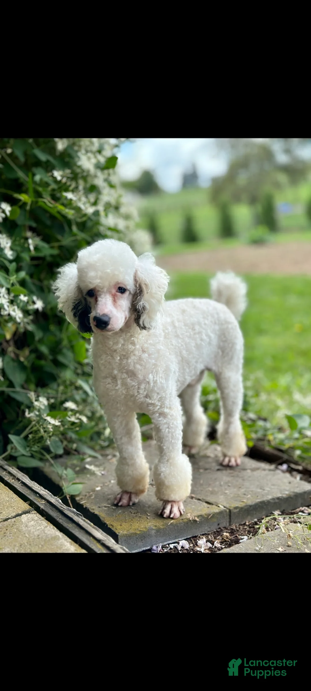 Mini Bernedoodle dogs for sale: Willow - Ad 10