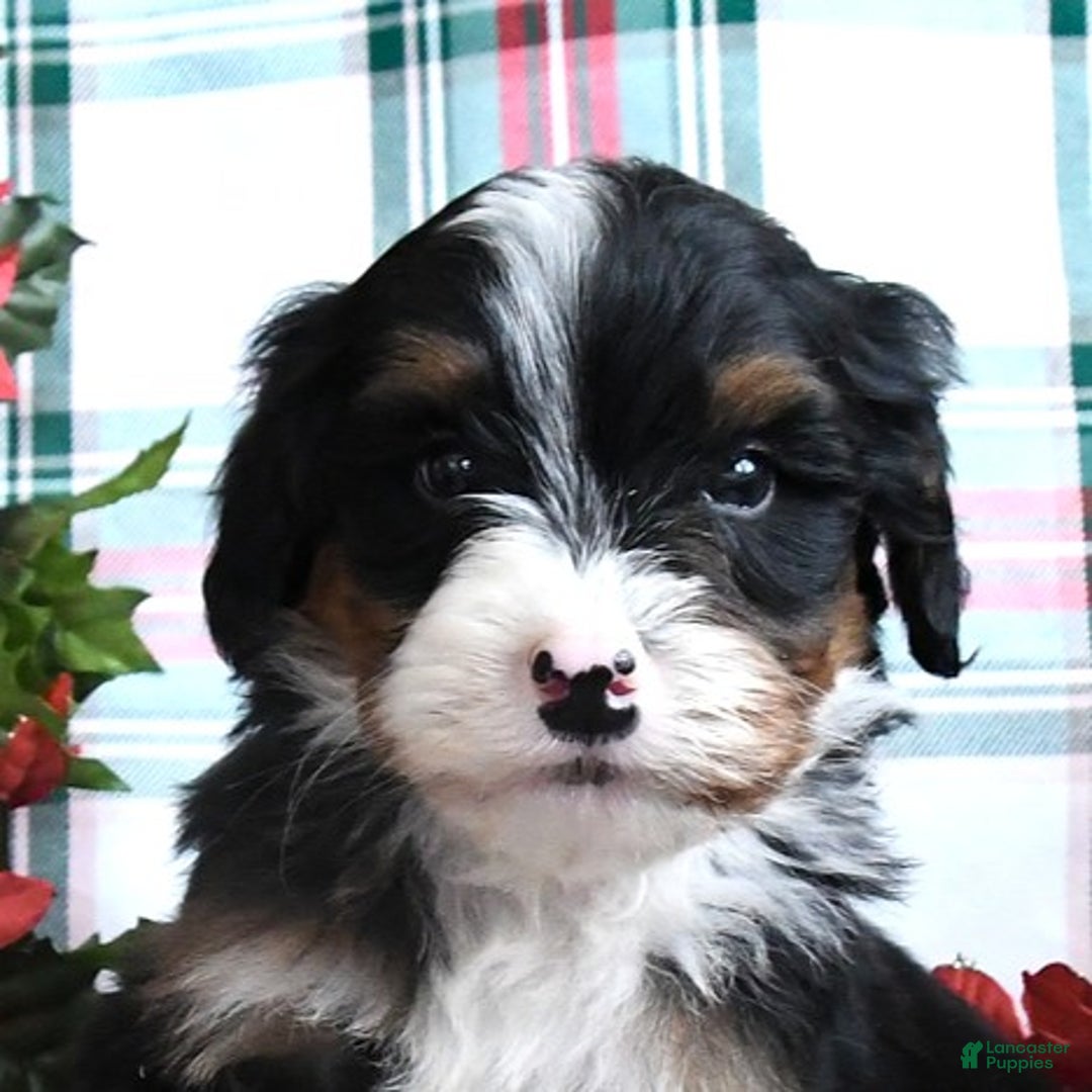 Bernedoodle dogs for sale: Cruiser - Ad 4