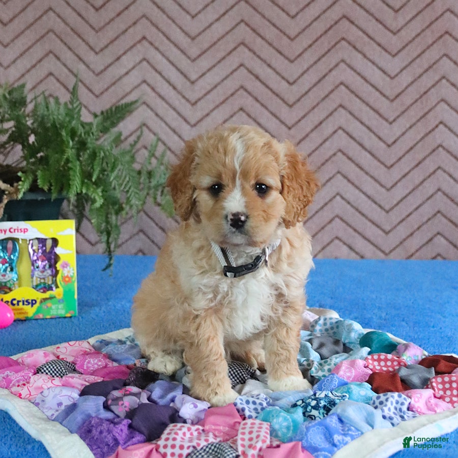 Cavapoo dogs Smartie - Ad 1