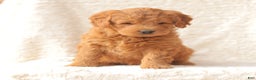 Mini Goldendoodle dogs for sale: Shelby - Ad 4