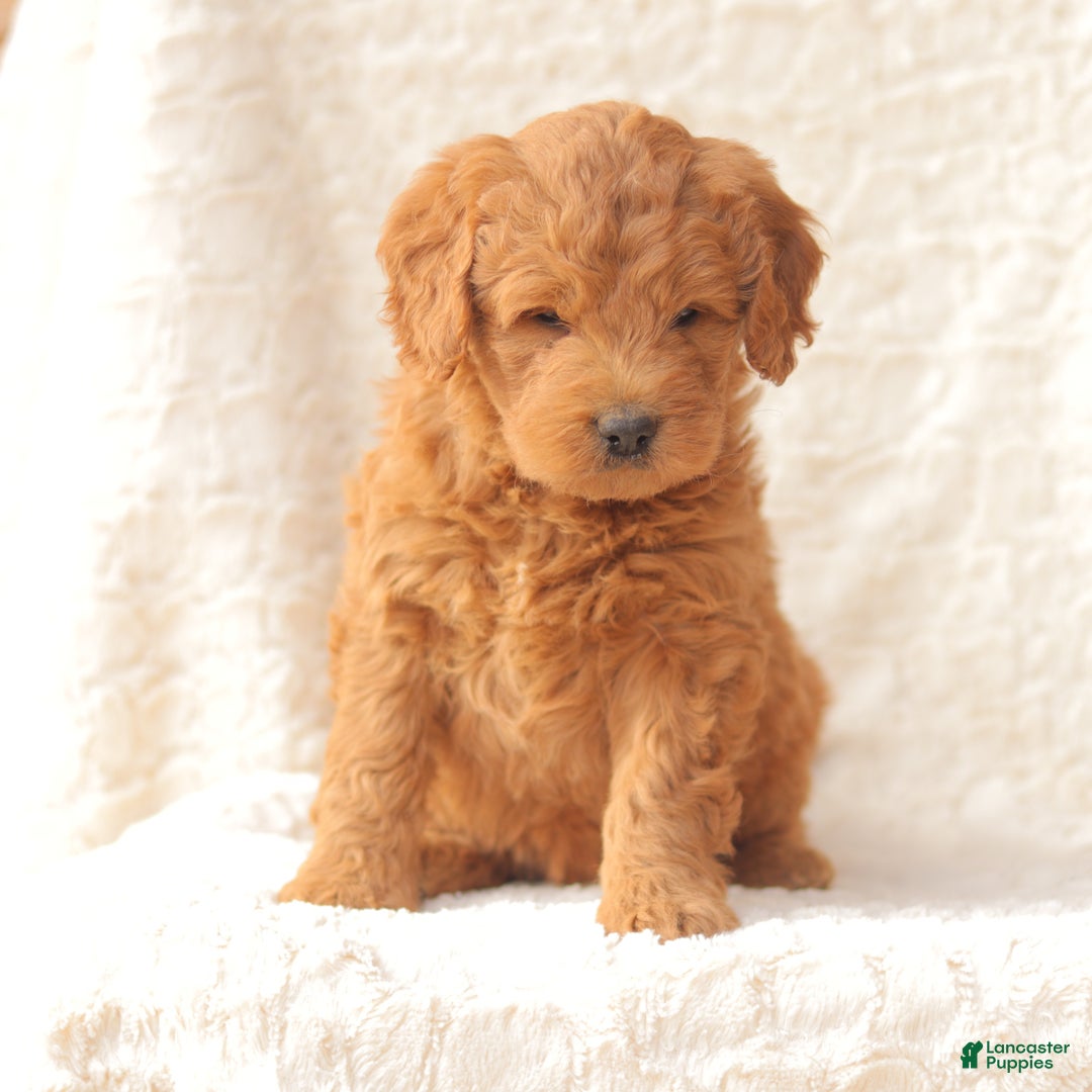 Mini Goldendoodle dogs for sale: Shelby - Ad 4