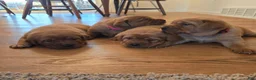 Labrador Retriever dogs for sale: Maggie - Ad 3