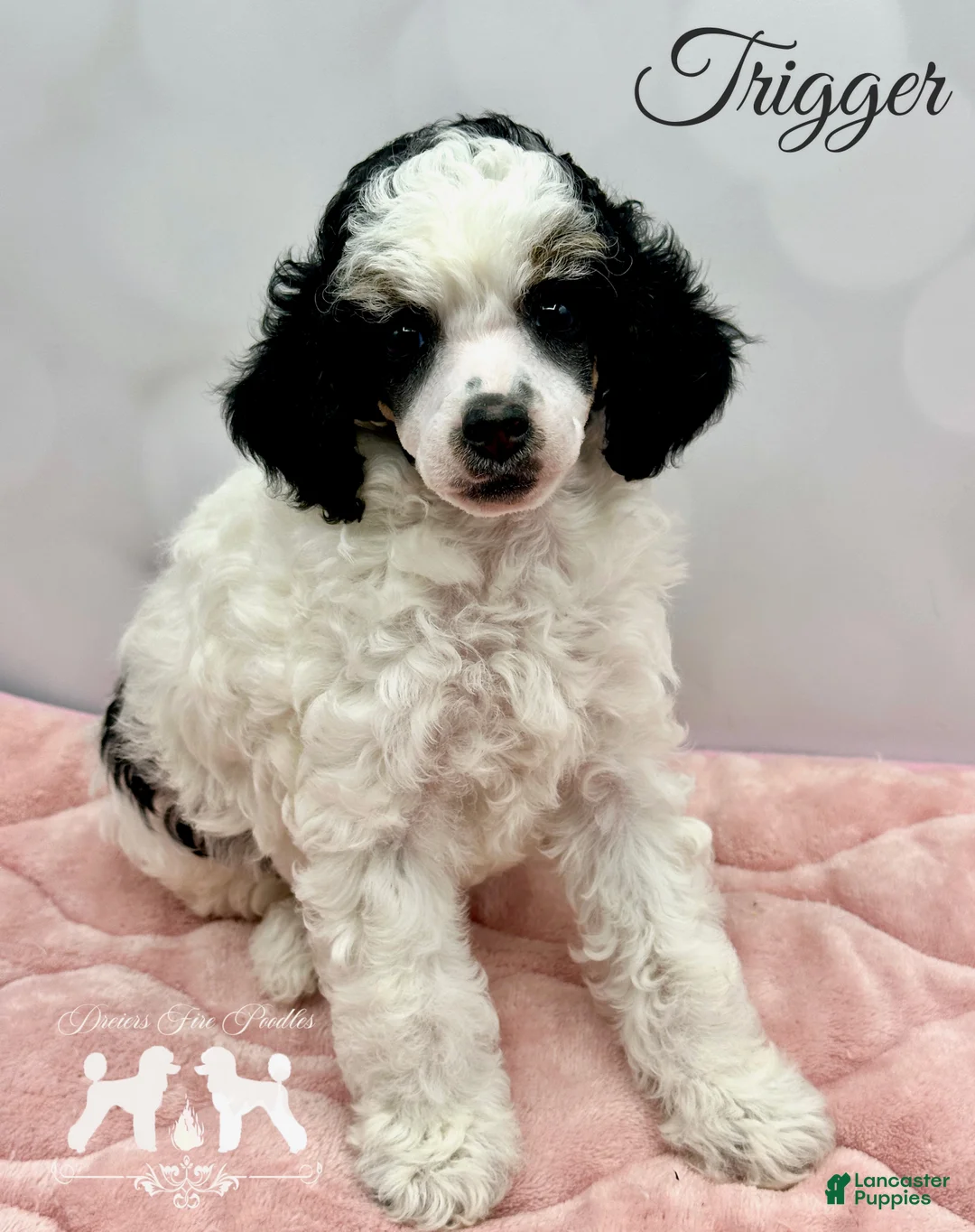 Miniature Poodle dogs for sale: Miniature Poodle Puppy 2 - Ad 2