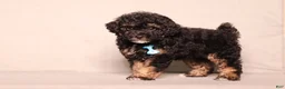 Miniature Poodle dogs for sale: Axcel - Ad 3