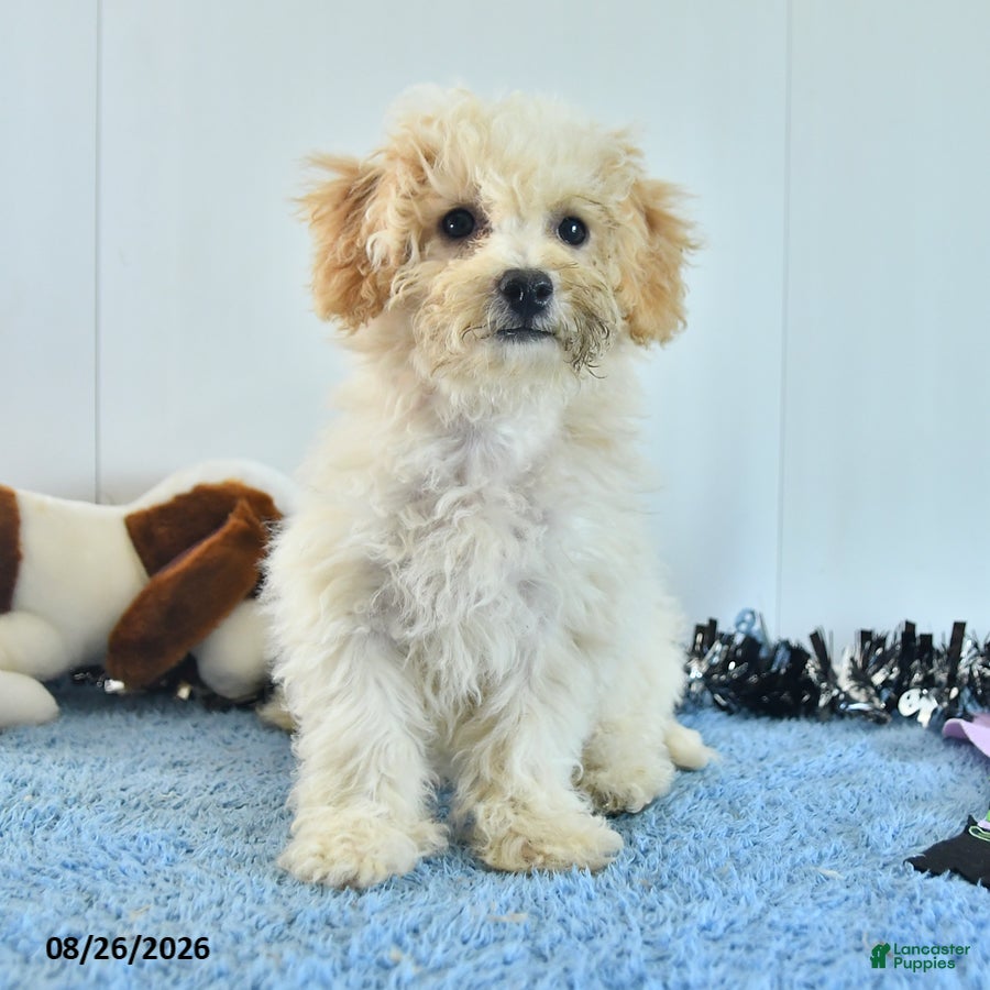 Bichpoo dogs Harry - Ad 2