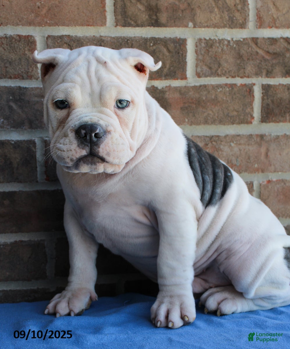 American Bully dogs Cedric - Ad 7