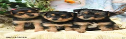 Yorkiepoo dogs for sale: Iris - Ad 3