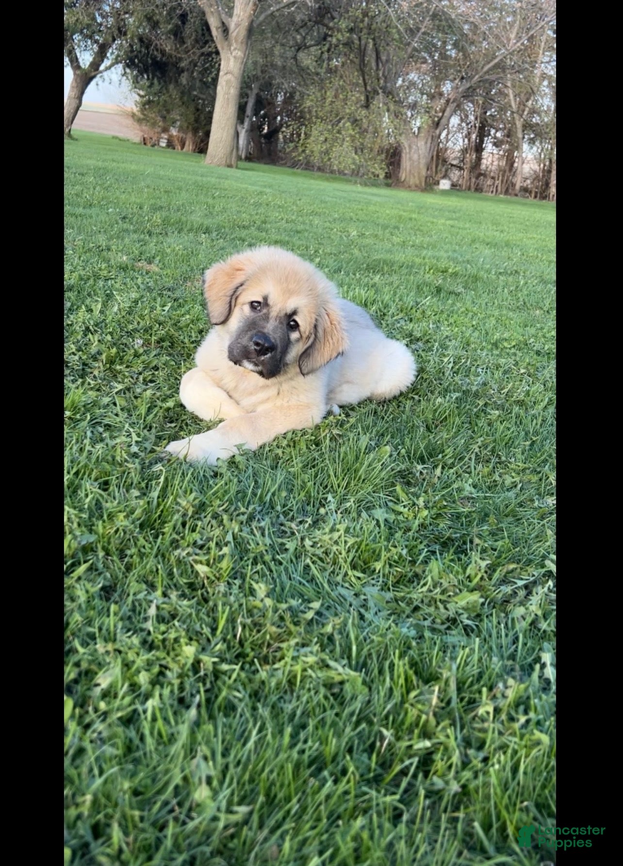 Caucasian Shepherd Dog dogs Mercy Caucasian Shepherd Dog Puppy  - Ad 3