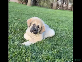 Caucasian Shepherd Dog dogs Mercy Caucasian Shepherd Dog Puppy - Ad 3