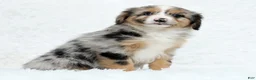Australian Shepherd dogs for sale: Sophie - Ad 5