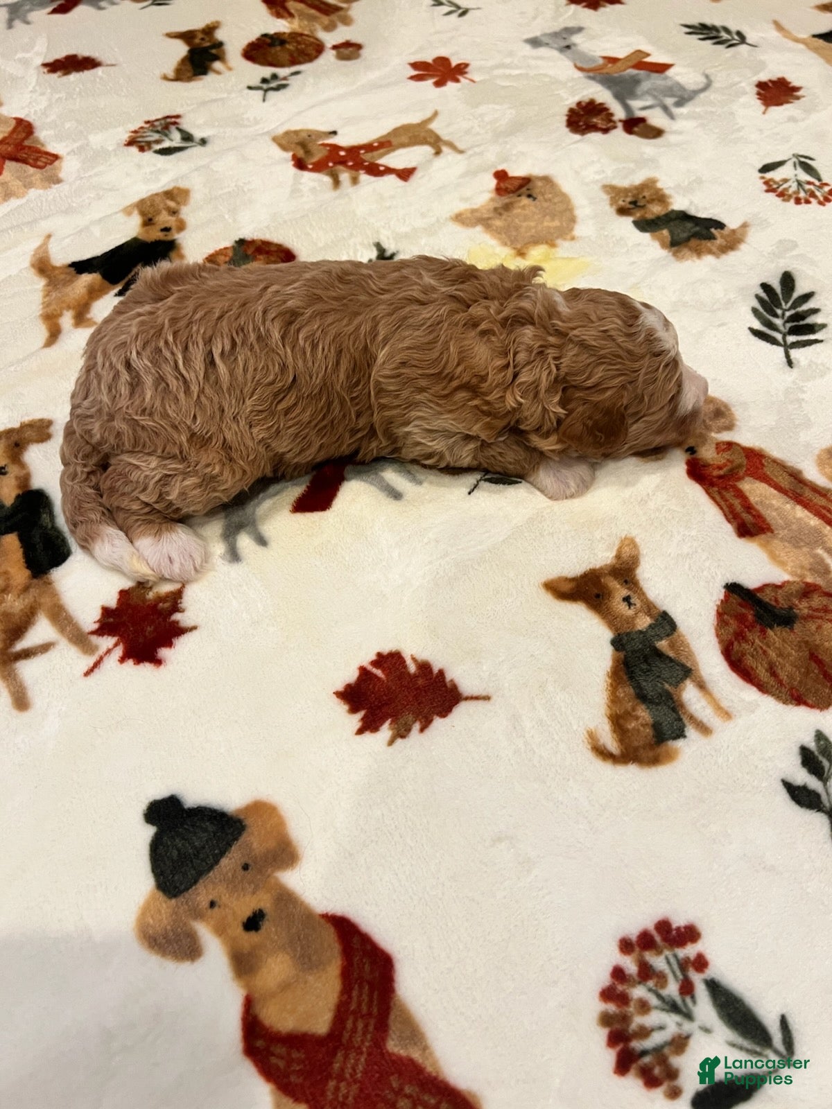 Bernedoodle dogs Brown collar male - Ad 2