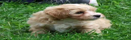 Maltipoo dogs for sale: Roscoe - Ad 6