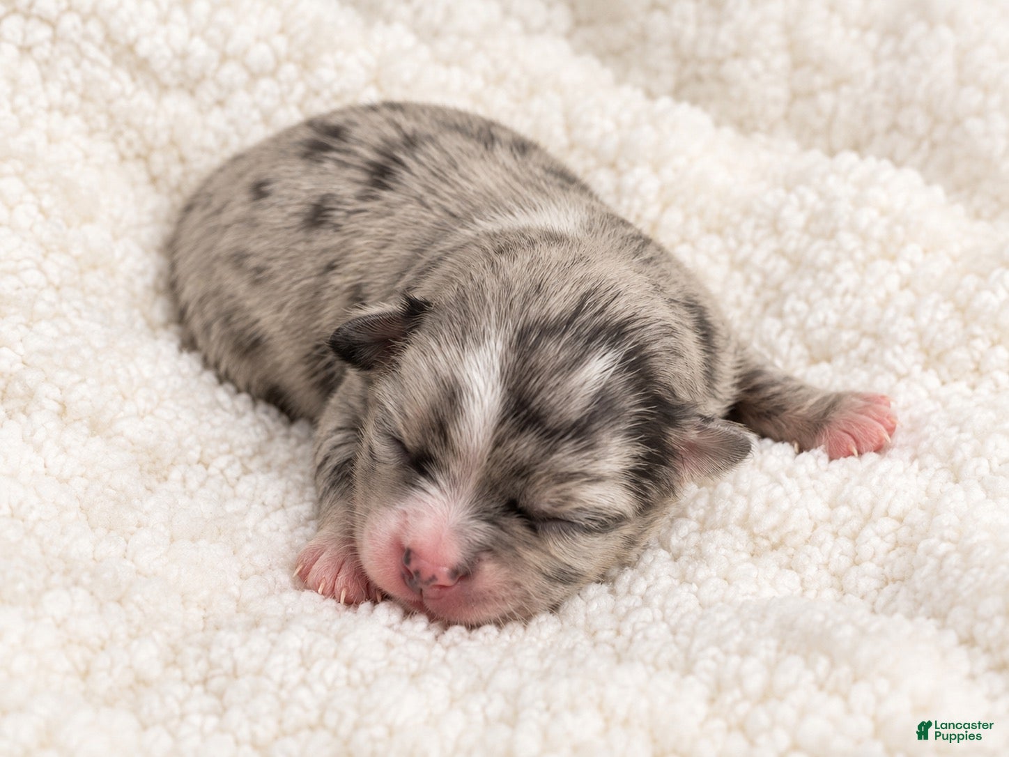 Chihuahua dogs for sale: Jasper - Ad 2