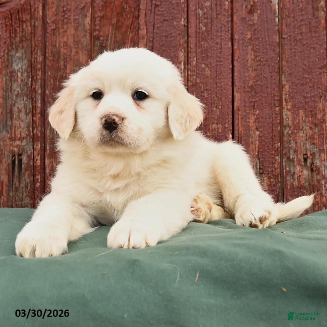 Great Pyrenees dogs for sale: Roxy - Ad 2