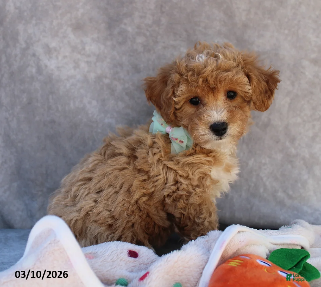 Bichpoo dogs for sale: Cami - Ad 4