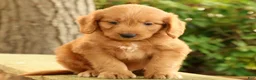 Mini Goldendoodle dogs for sale: Mitch - Ad 9