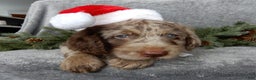 Labradoodle dogs for sale: Mr. Claus  - Ad 7