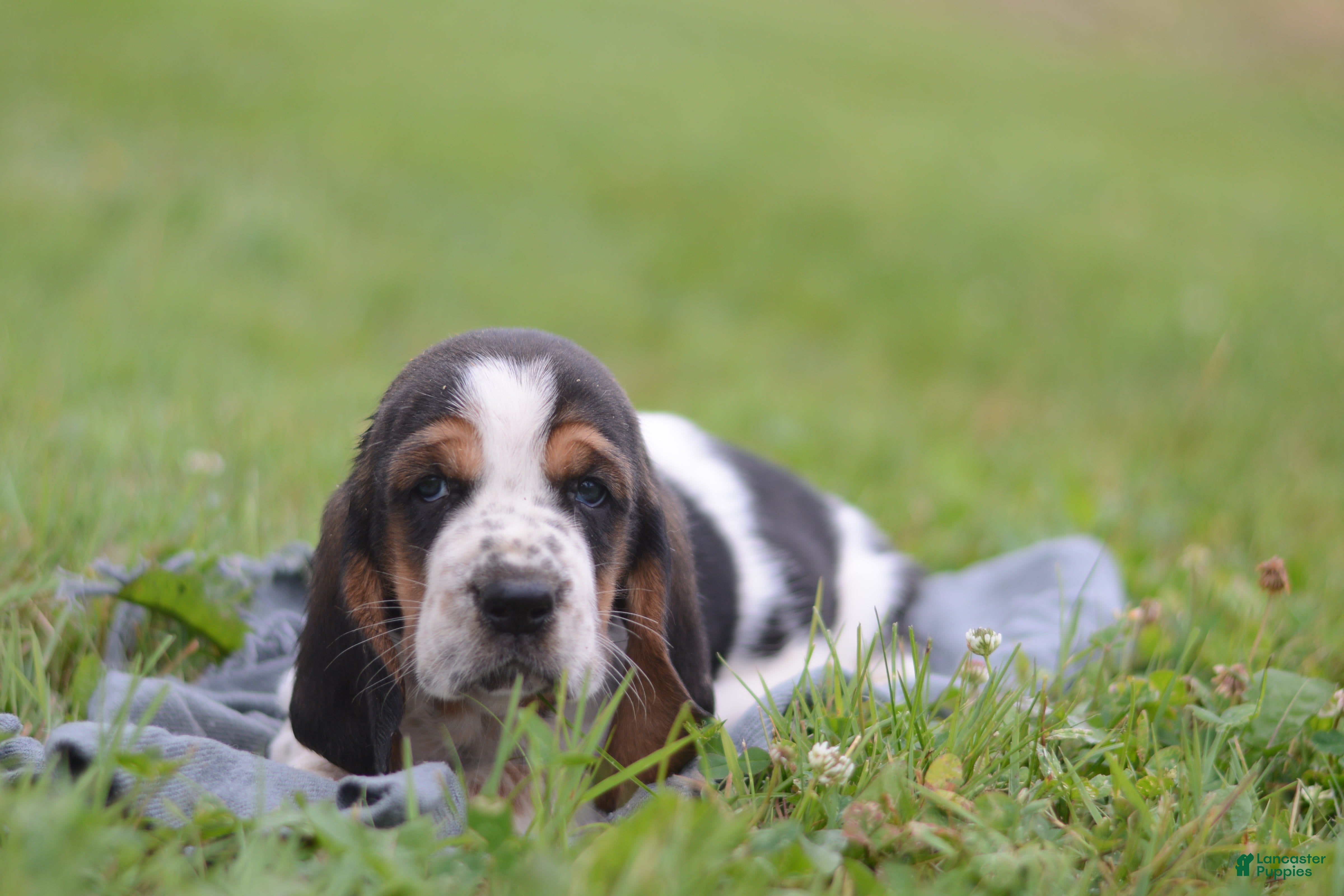Basset Hound dogs Willy - Ad 1