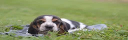 Basset Hound dogs for sale: Willy - Ad 1