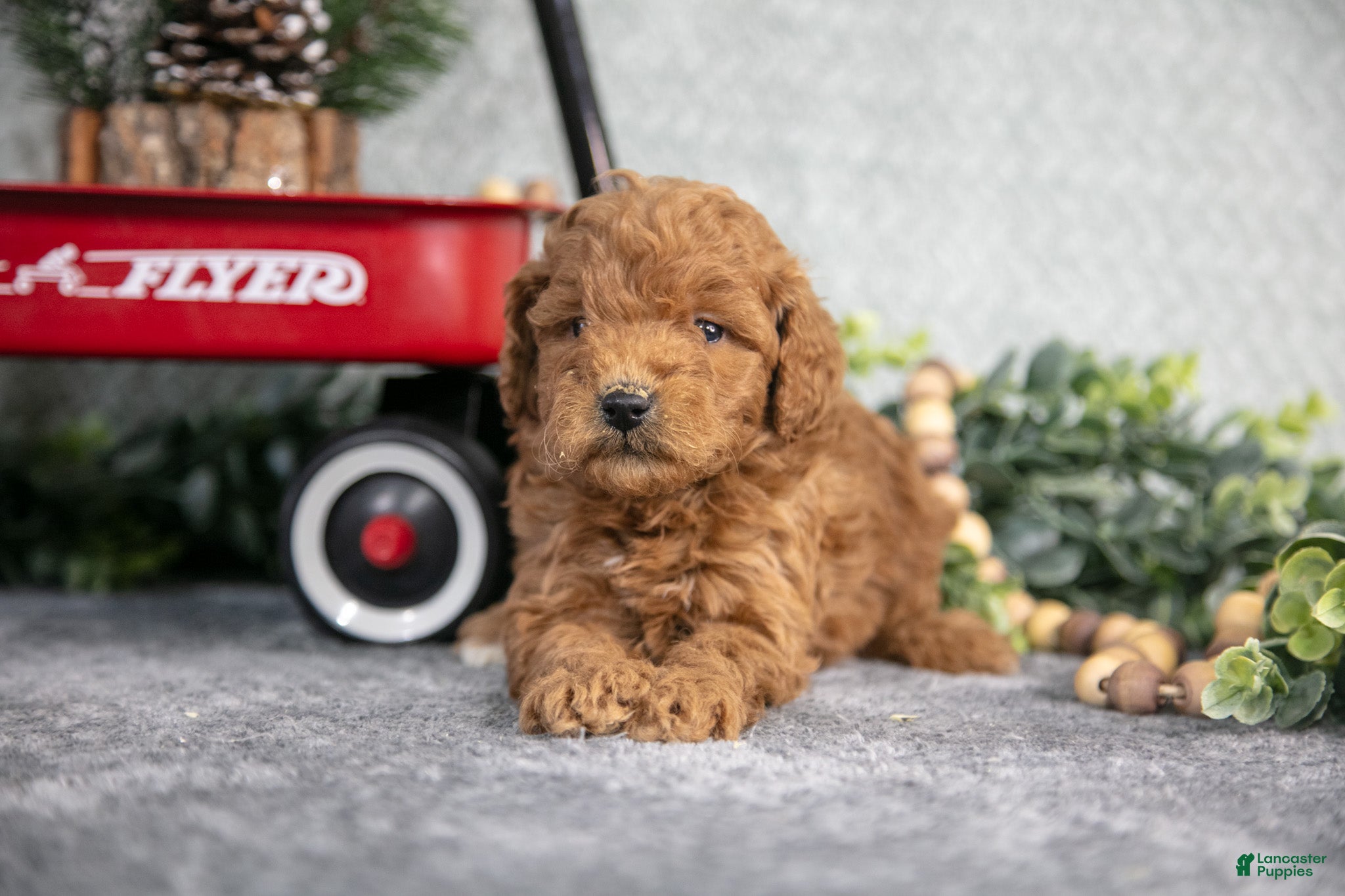 Mini Goldendoodle dogs Vanessa - Ad 23
