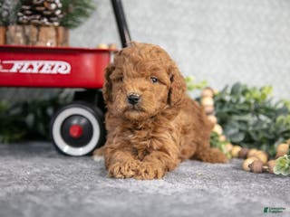 Mini Goldendoodle dogs Vanessa - Ad 23