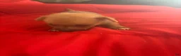 Chinese Crested dogs for sale: Chinese Crested 3 - Ad 4