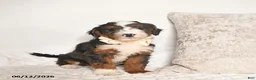 Bernedoodle dogs for sale: Denver  - Ad 2