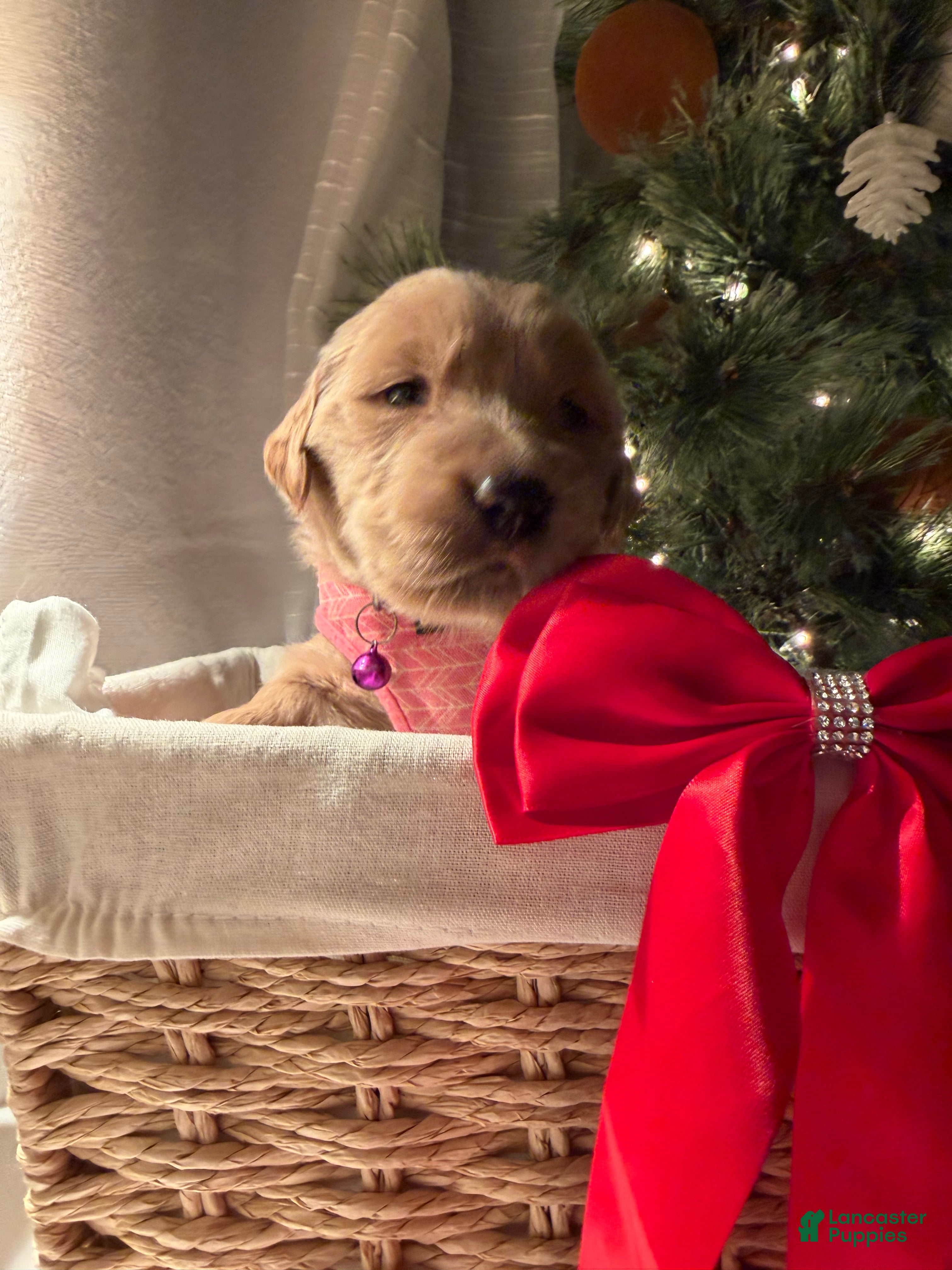 Golden Retriever dogs Ayla - Ad 18