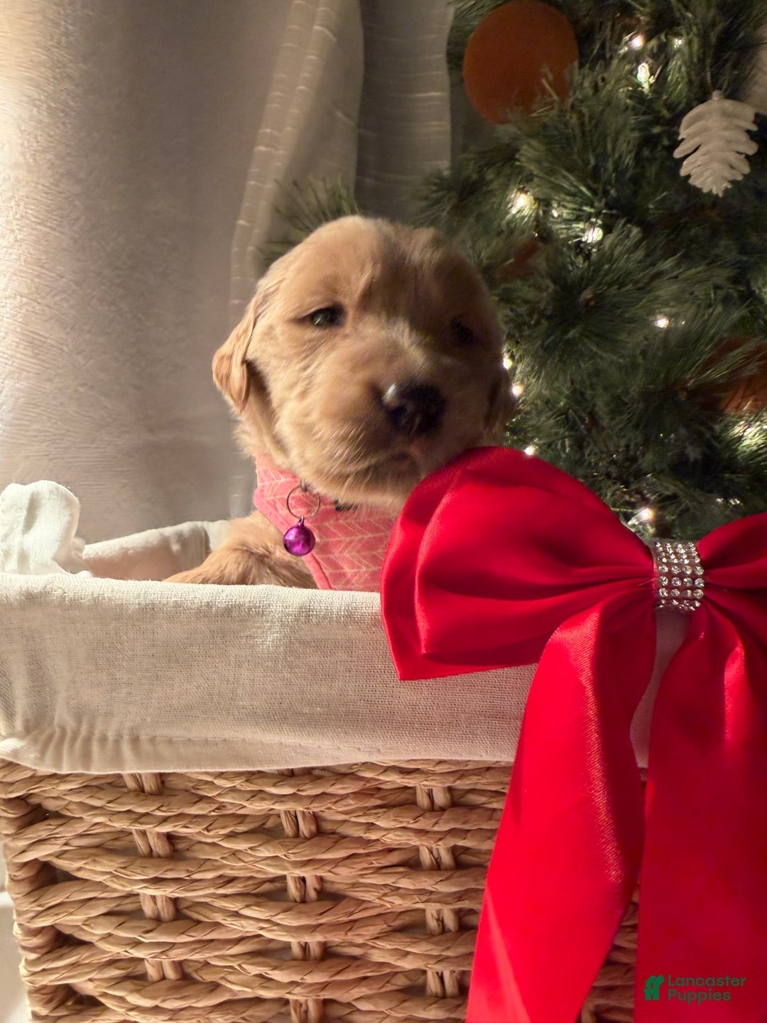 Golden Retriever dogs for sale: Ayla - Ad 1