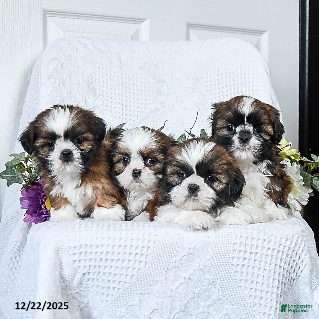 Shih Tzu dogs for sale: Flora   - Ad 3
