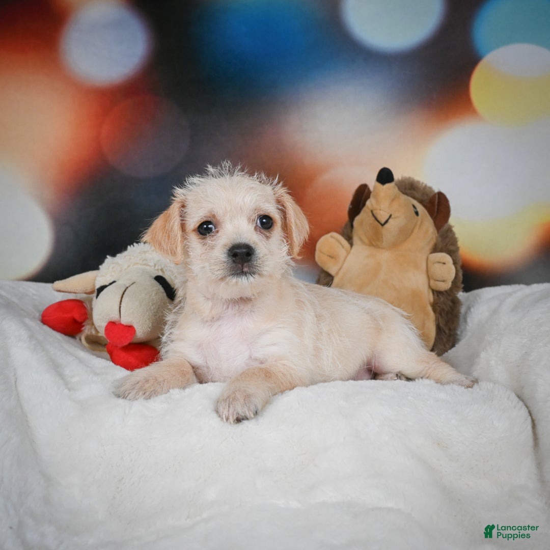 Chihuahua dogs for sale: Hadassah - Ad 10