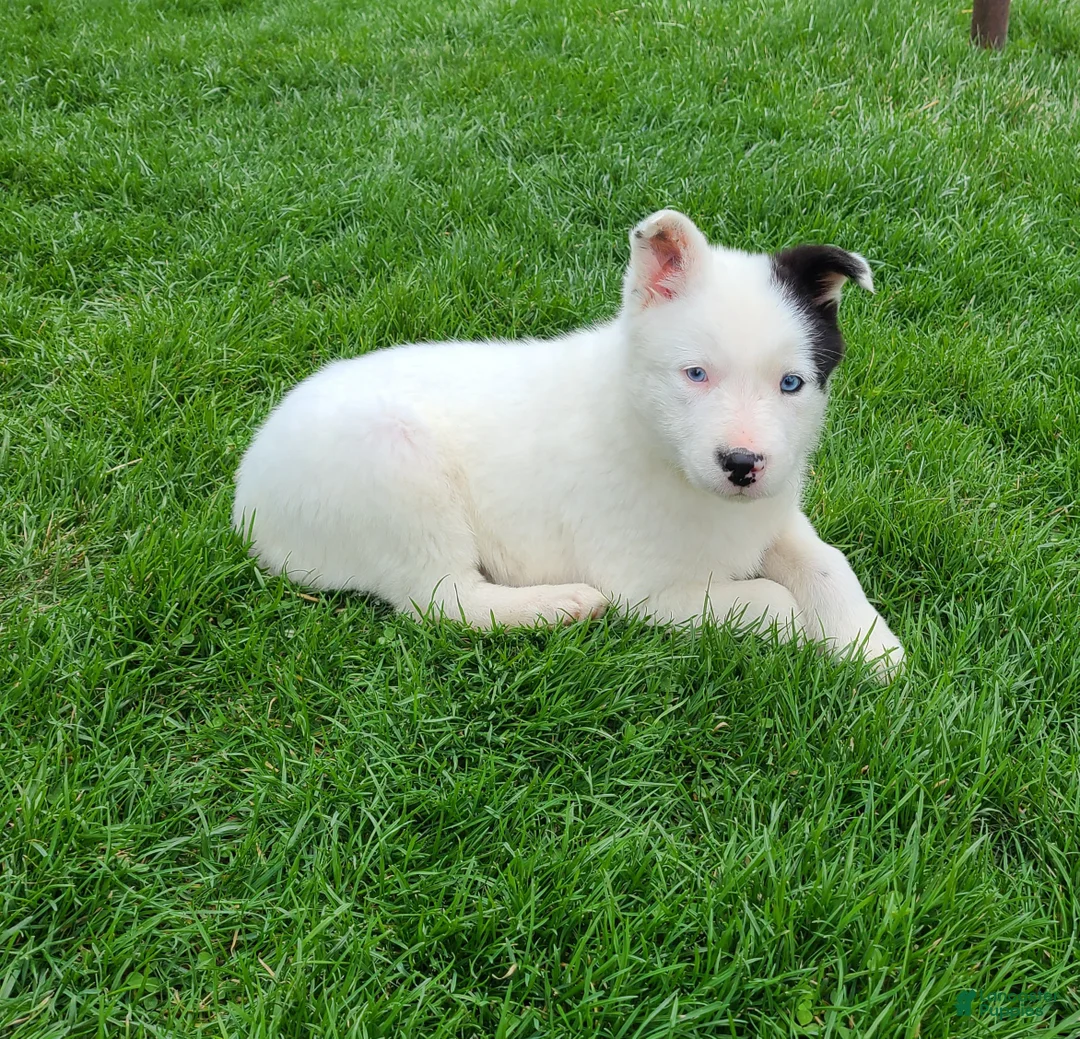 Border Collie dogs for sale: Polly  - Ad 1