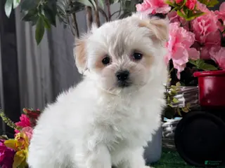 Mixed Breed dogs Lenny - Ad 17