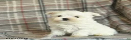Maltese dogs for sale: Rover  - Ad 5