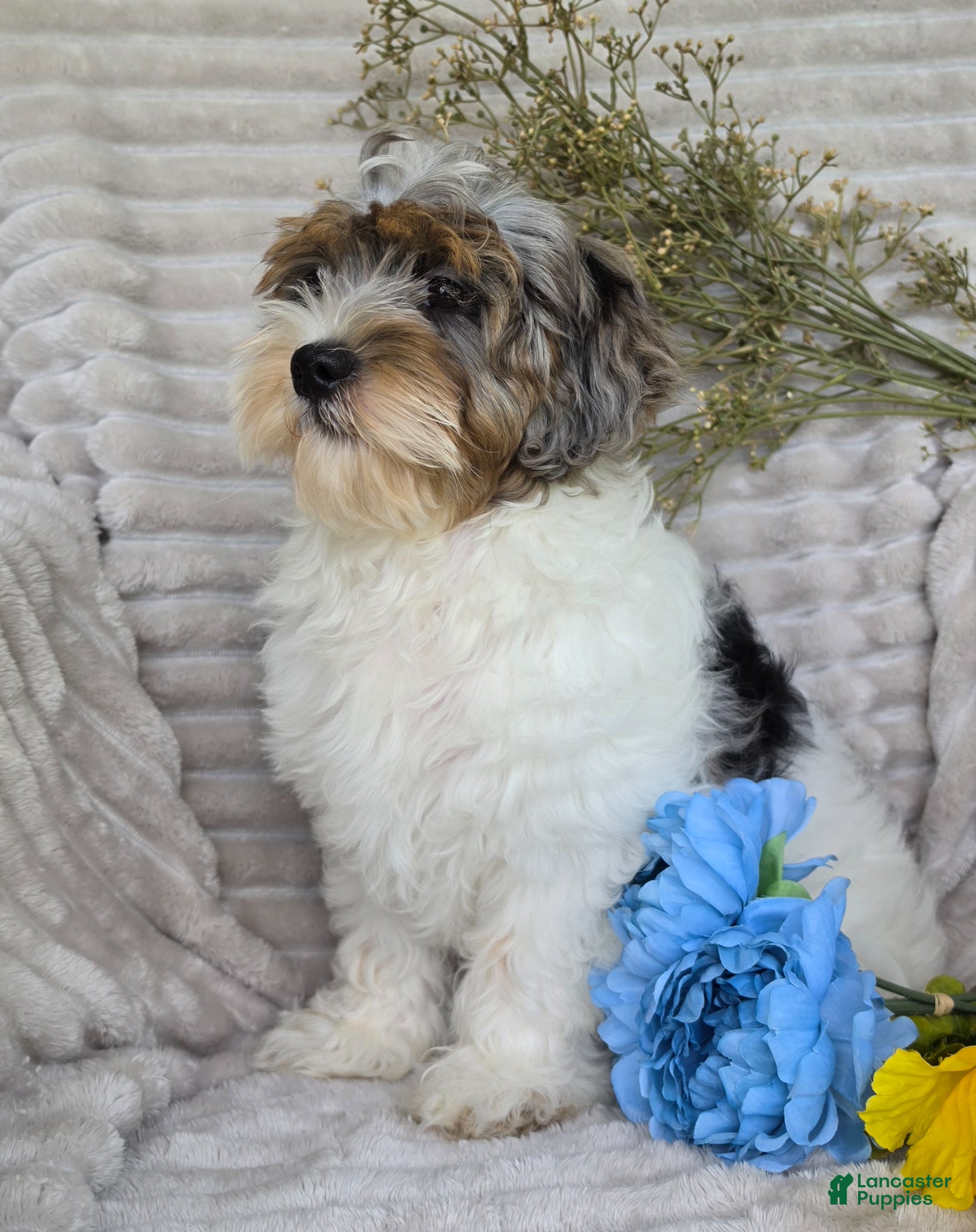 Shihpoo dogs Patches - Ad 1