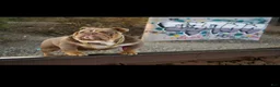 English Bulldog dogs for sale: English Bulldog 1 - Ad 8