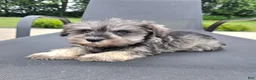 Miniature Schnauzer dogs for sale: Susie - Ad 2