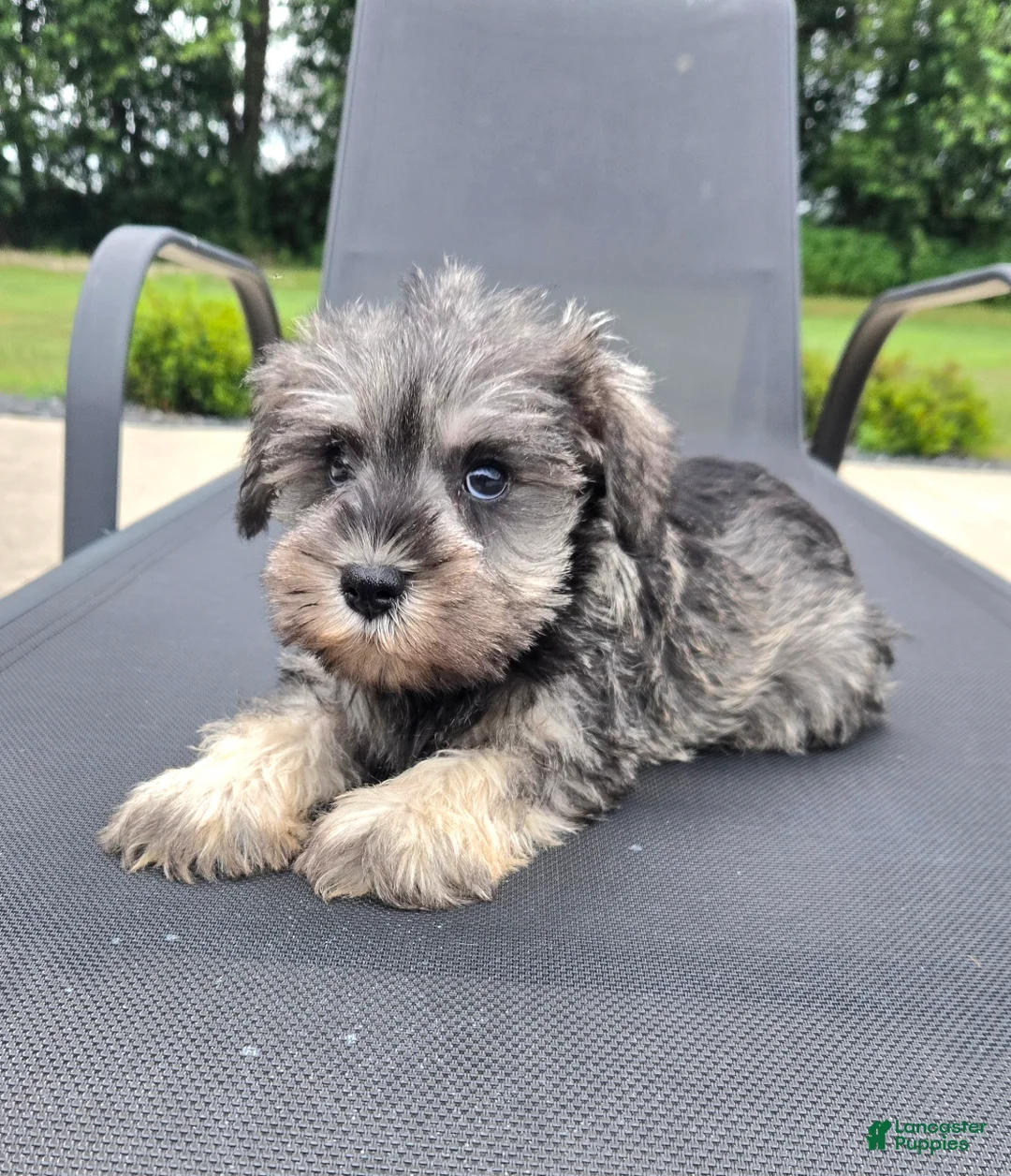 Miniature Schnauzer dogs for sale: Susie - Ad 2