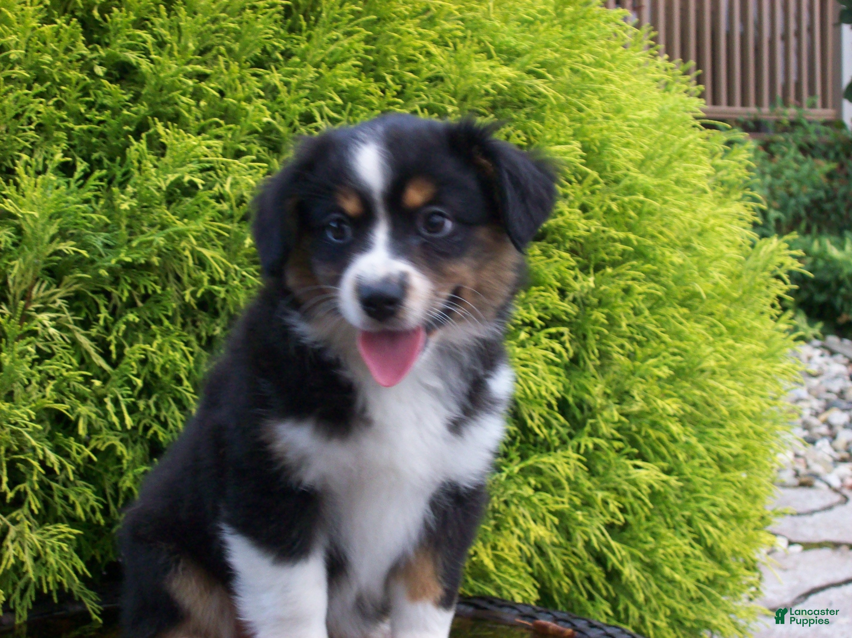 Miniature Australian Shepherd dogs Alisha - Ad 2