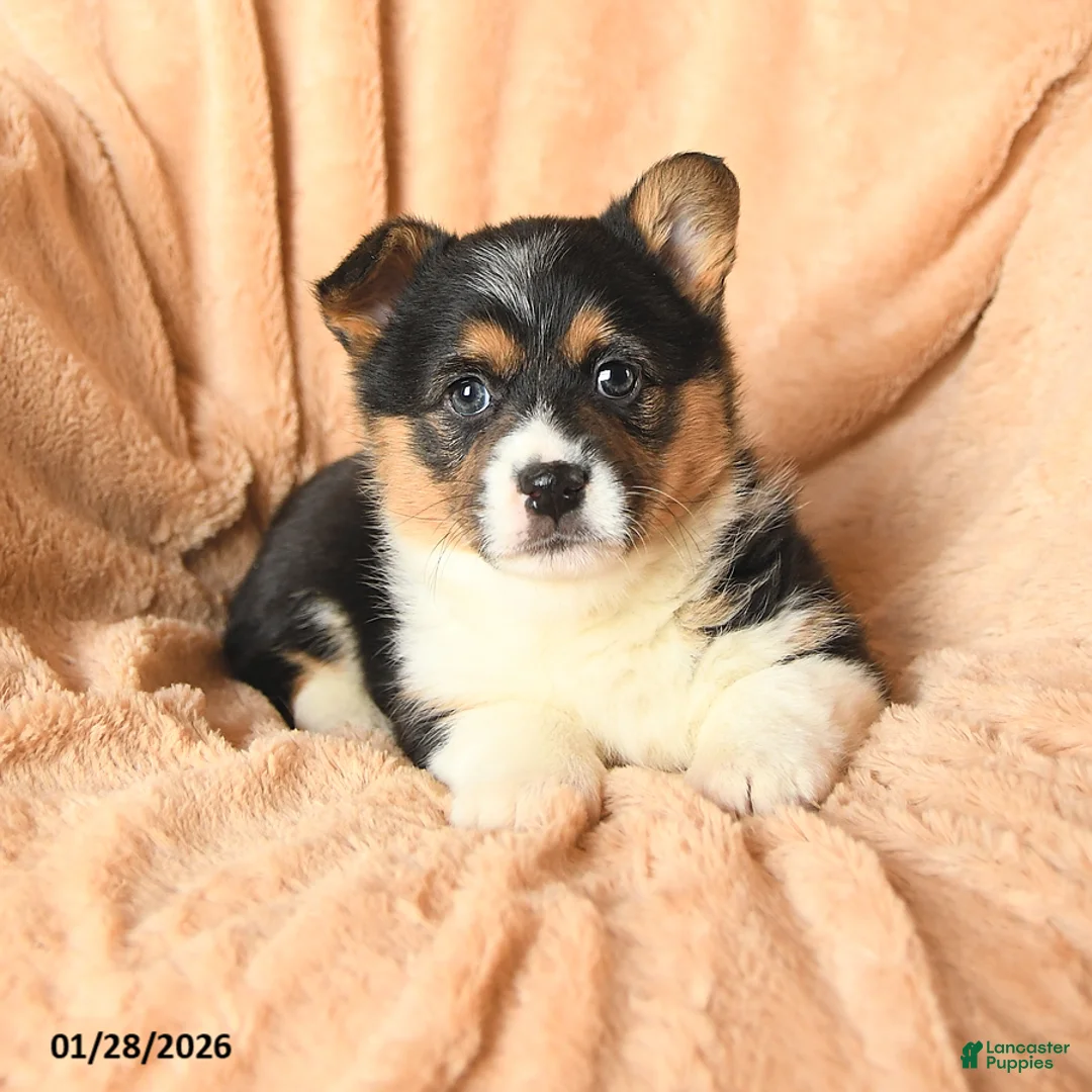 Welsh Corgi Pembroke dogs for sale: Diamond - Ad 2